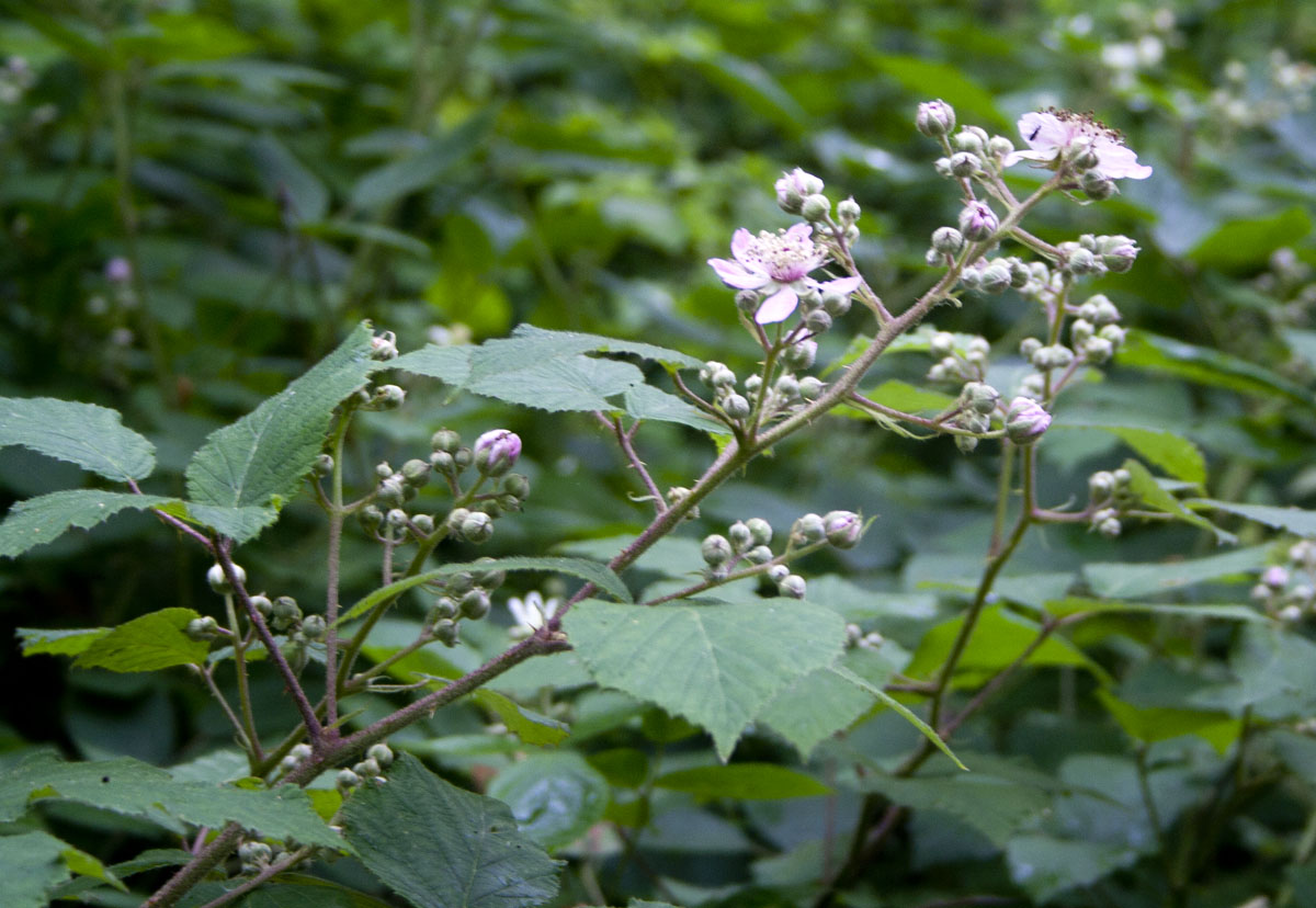 rubus sp.