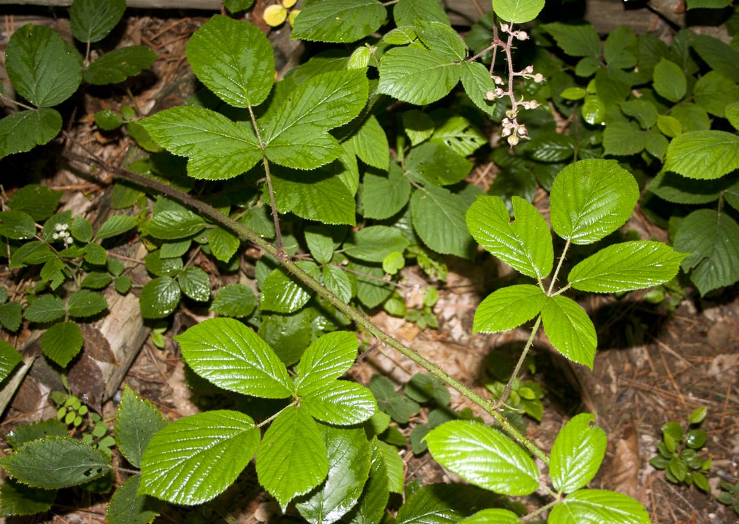 rubus sp.