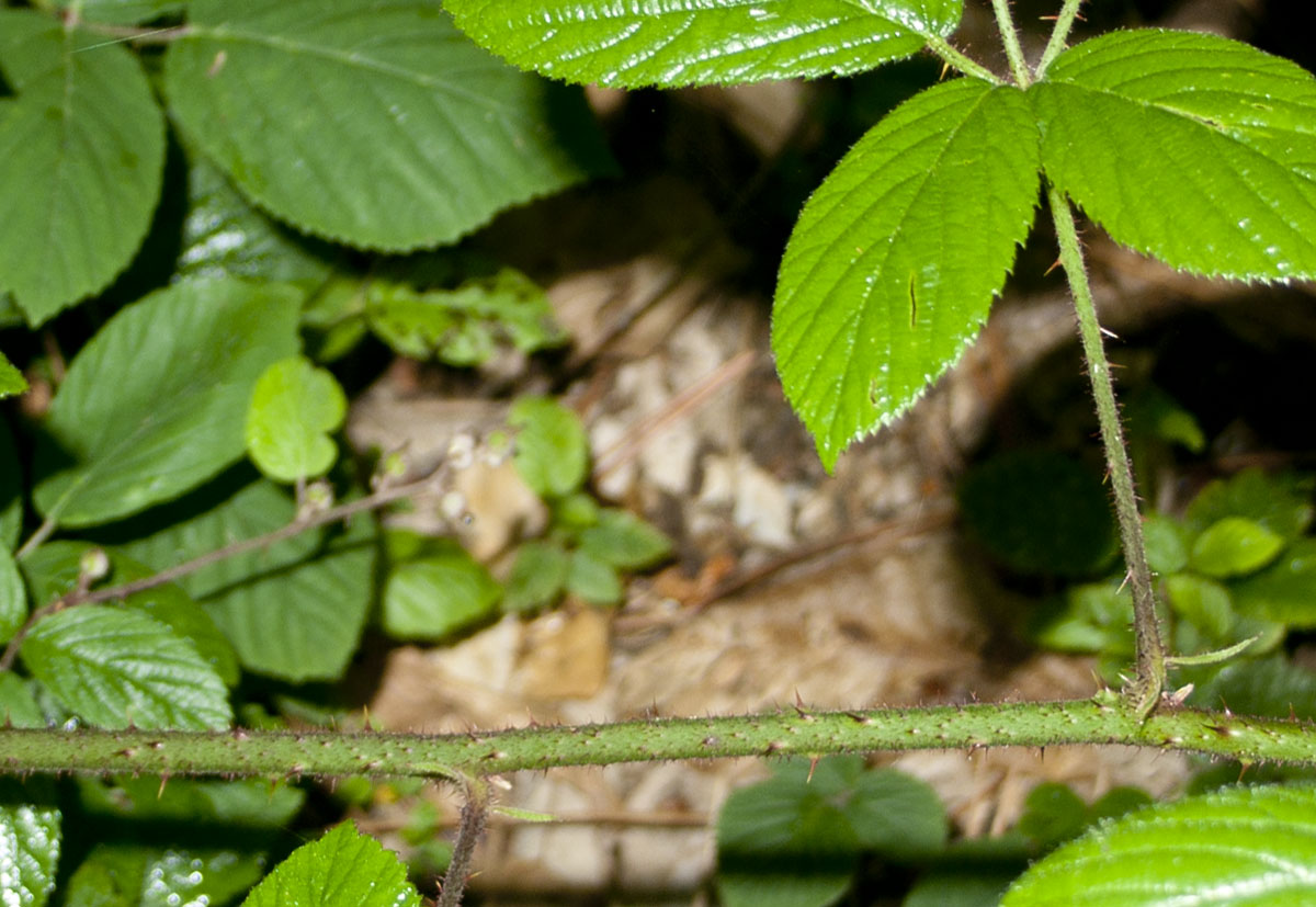 rubus sp.