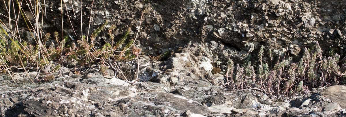 due sedum vicini vicini