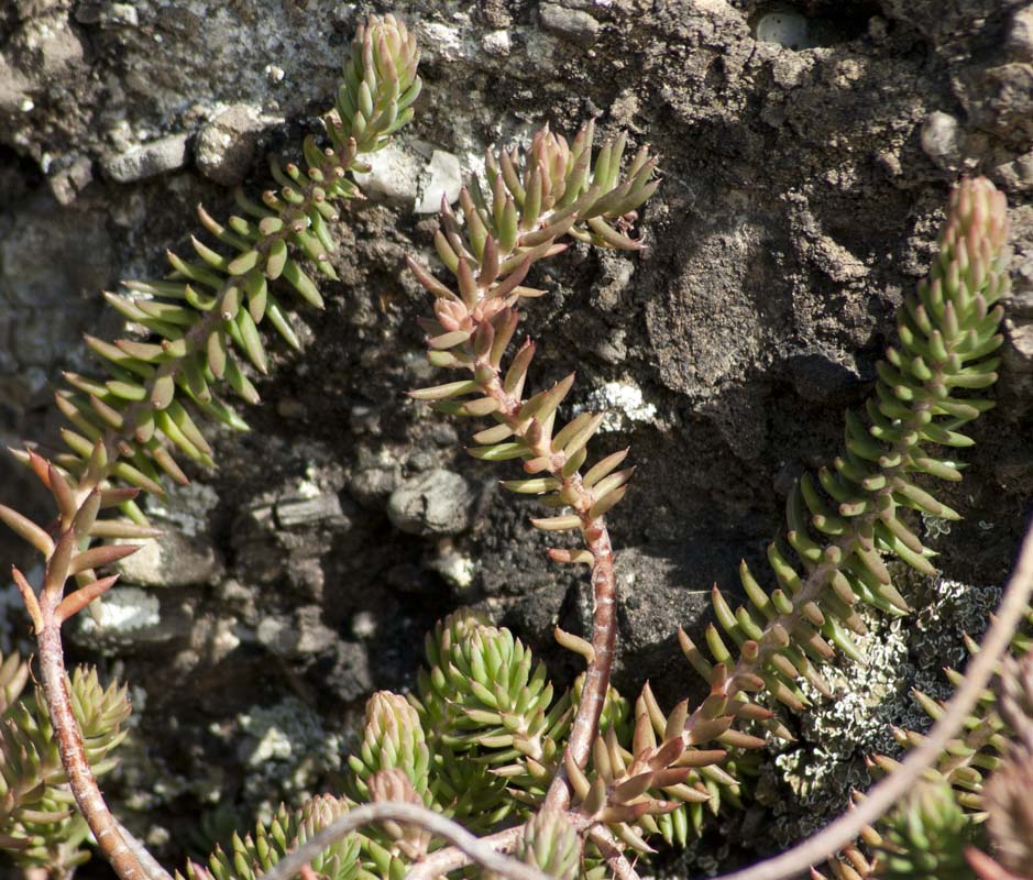 due sedum vicini vicini