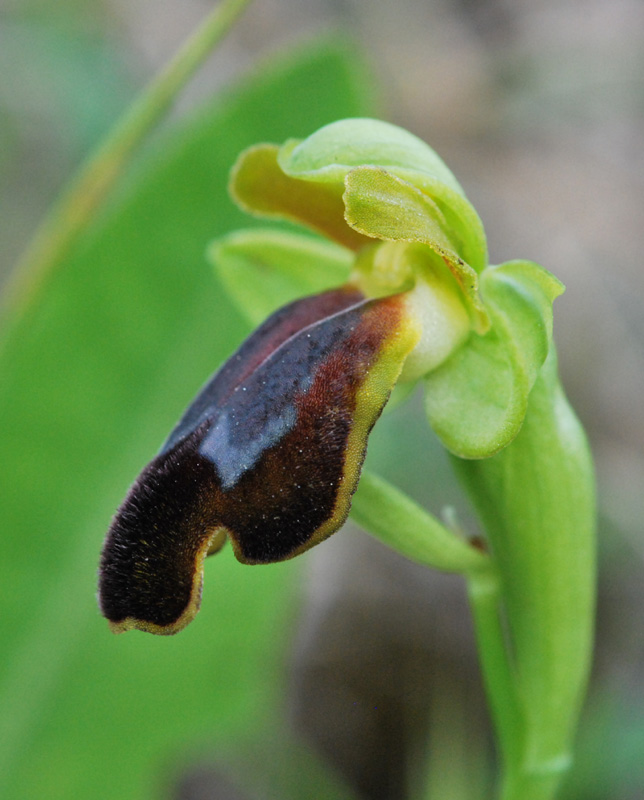 Ophrys siciliano da identificare 2/2