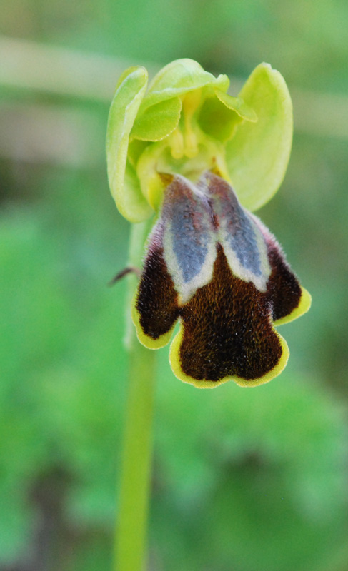 Ophrys siciliano da identificare 2/2