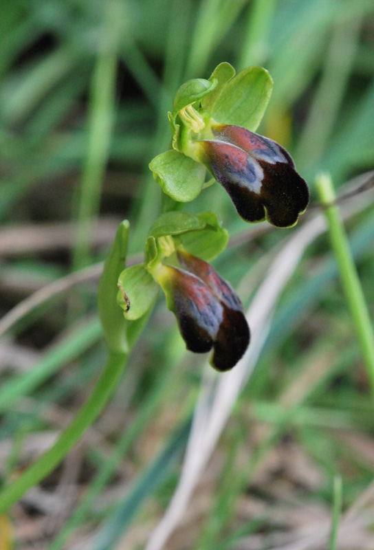 Ophrys siciliano da identificare 2/2