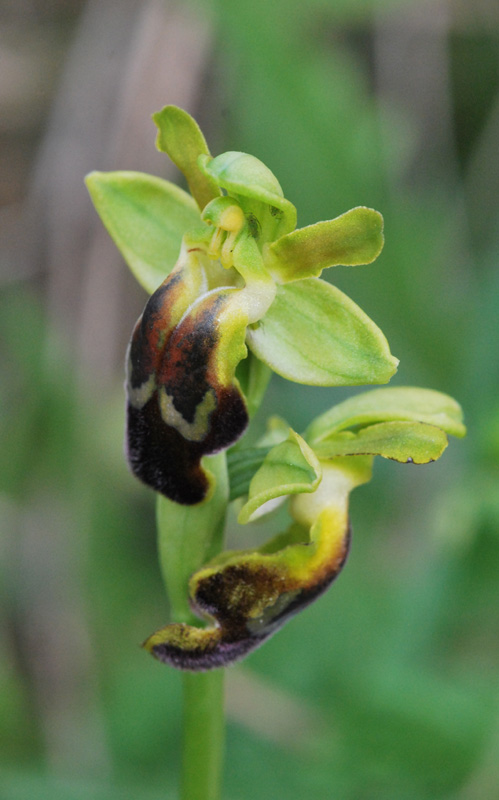 Ophrys siciliano da identificare 2/2