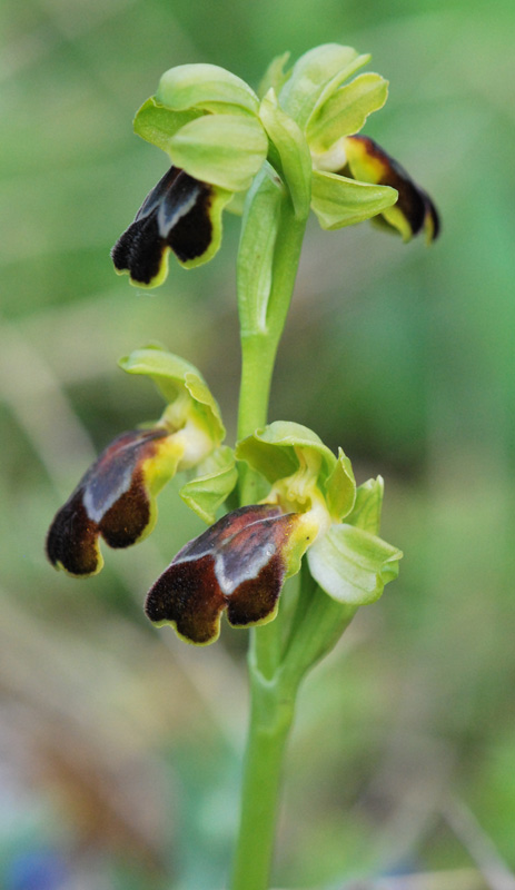 Ophrys siciliano da identificare 2/2