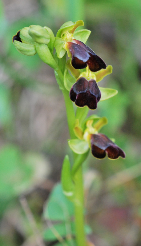 Ophrys siciliano da identificare 2/2