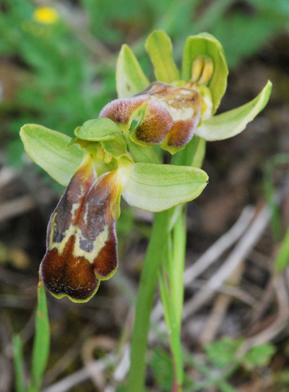 Ophrys siciliano da identificare 2/2