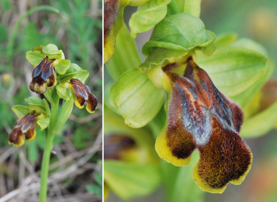 Ophrys siciliano da identificare 2/2