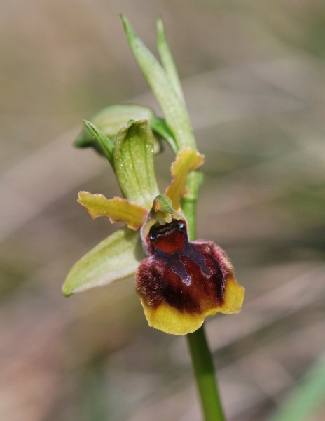 Oprhys sphegodes poco strana