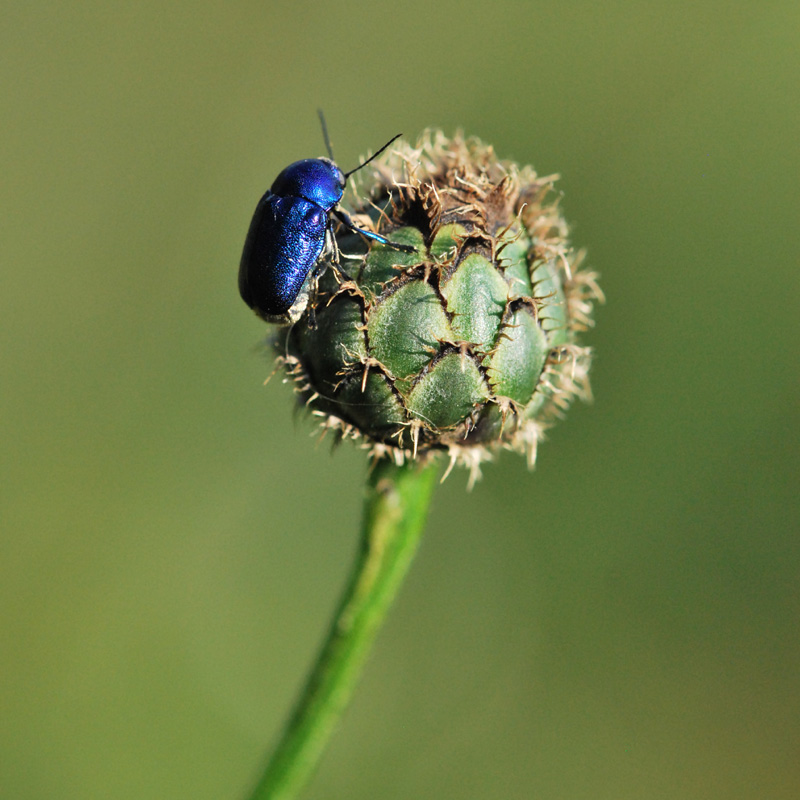 Cryptocephalus sericeus zambanellus