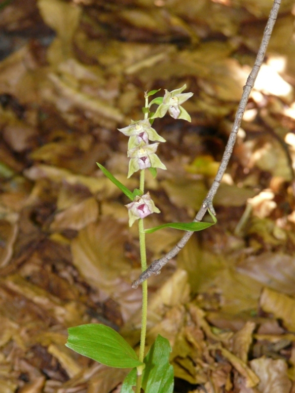 Epipactis del Varesotto