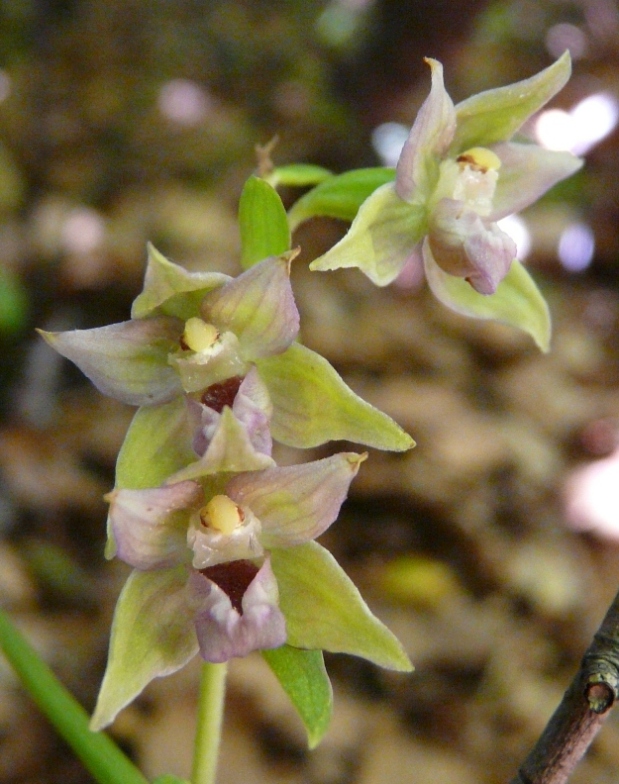 Epipactis del Varesotto