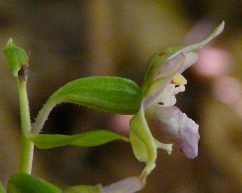 Epipactis del Varesotto