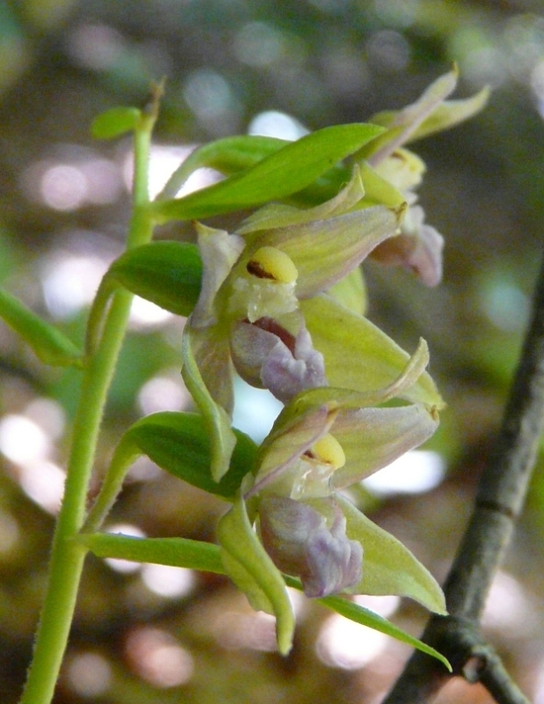 Epipactis del Varesotto