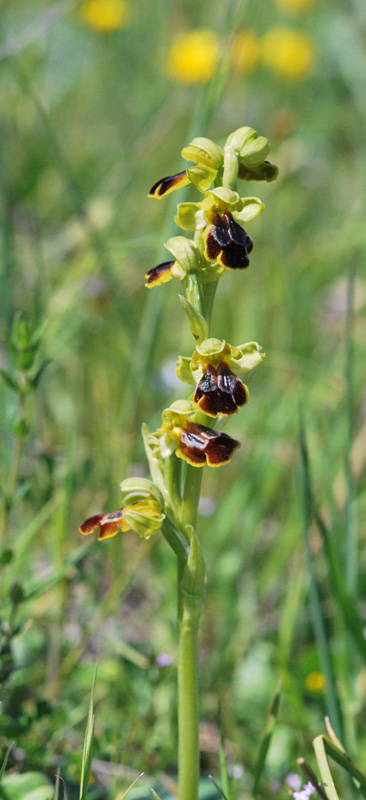 Ophrys siciliano da identificare 1/2