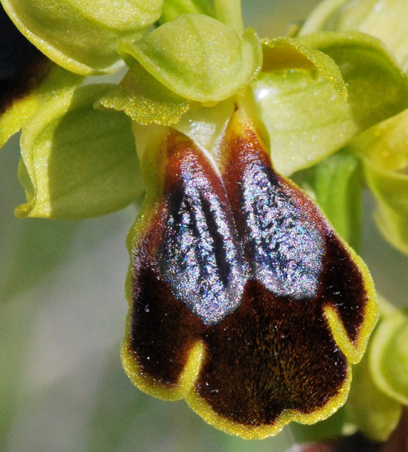 Ophrys siciliano da identificare 1/2