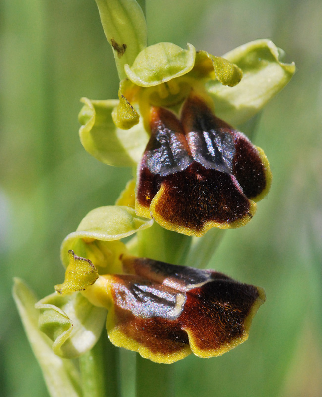 Ophrys siciliano da identificare 1/2