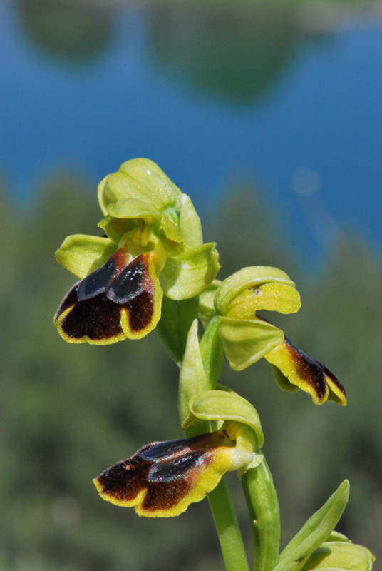 Ophrys siciliano da identificare 1/2