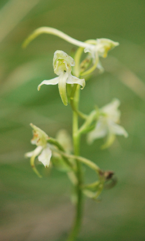 Orchidee dei Monti della Valcuvia