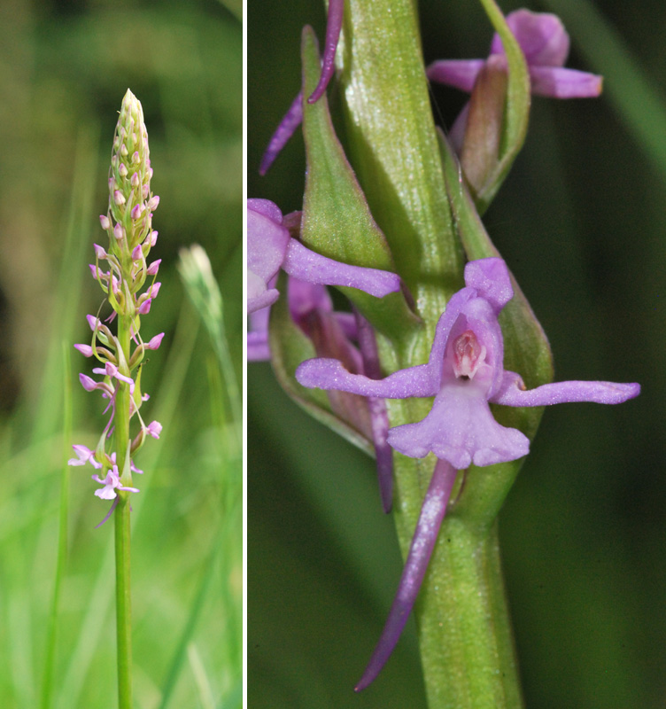 Orchidee dei Monti della Valcuvia