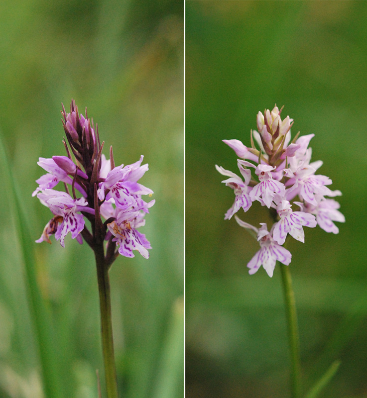 Orchidee dei Monti della Valcuvia