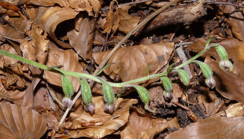 Epipactis del Varesotto