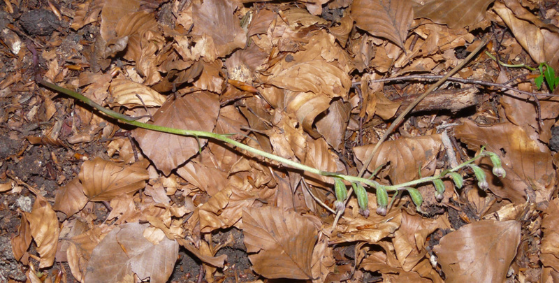 Epipactis del Varesotto