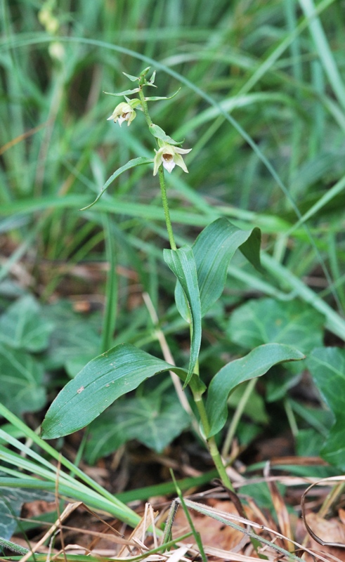 Epipactis muelleri della Valceresio