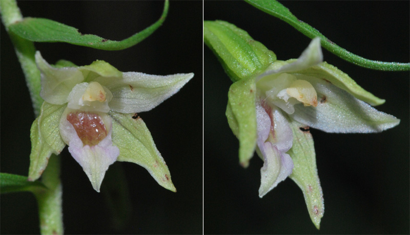 Epipactis muelleri della Valceresio