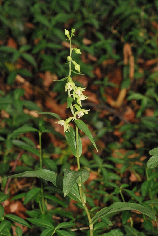 Epipactis muelleri della Valceresio