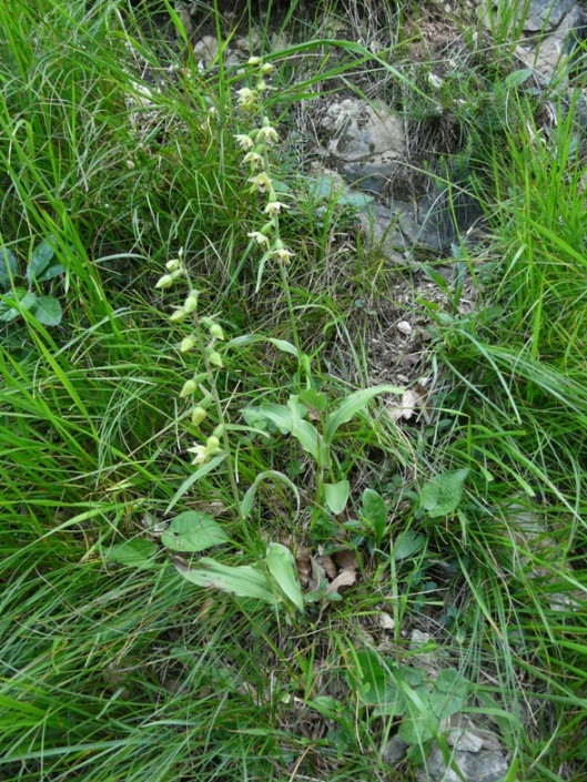 Epipactis del Varesotto