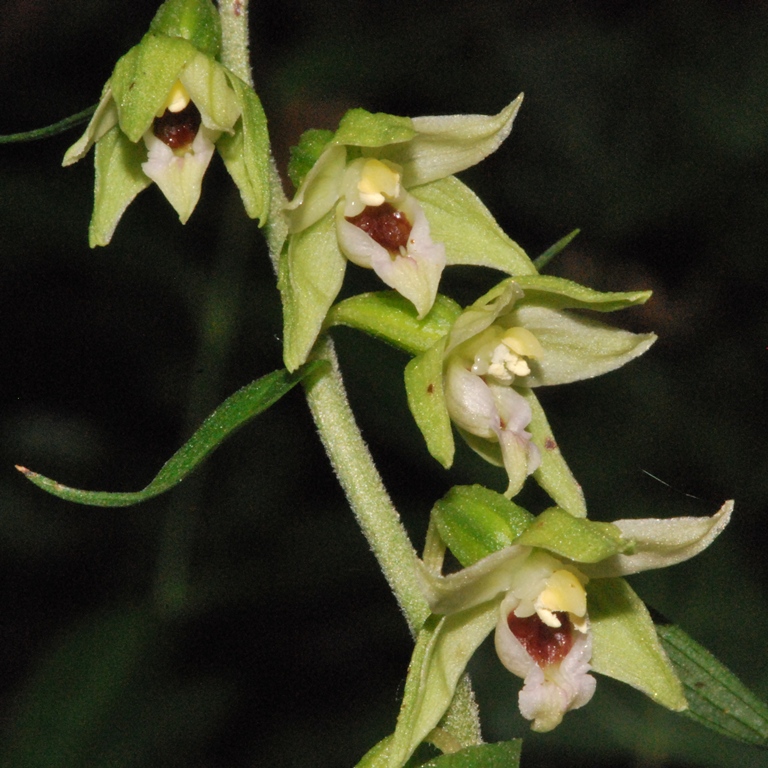 Epipactis muelleri della Valceresio