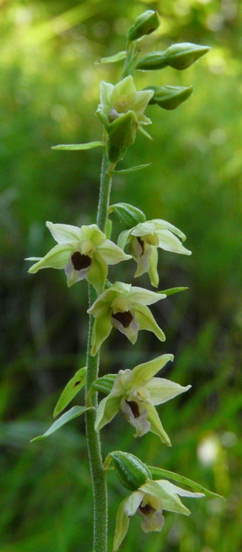 Epipactis del Varesotto