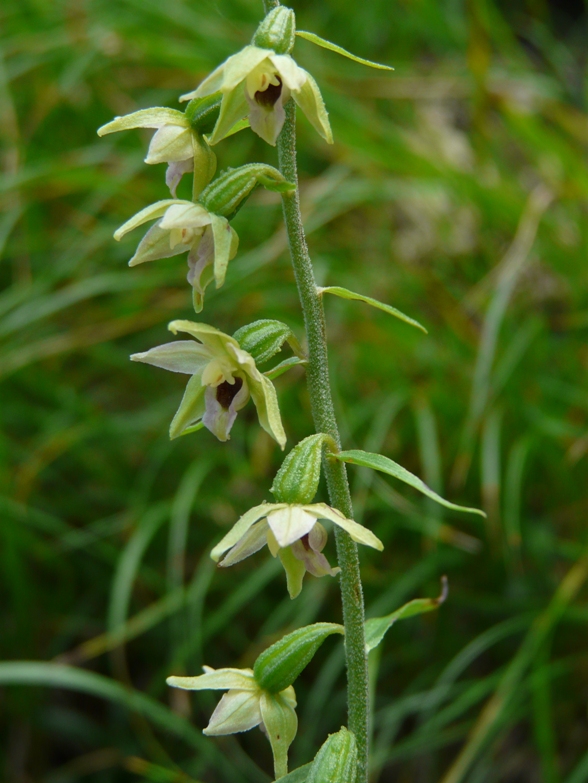 Epipactis del Varesotto