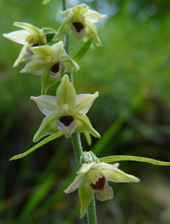 Epipactis del Varesotto