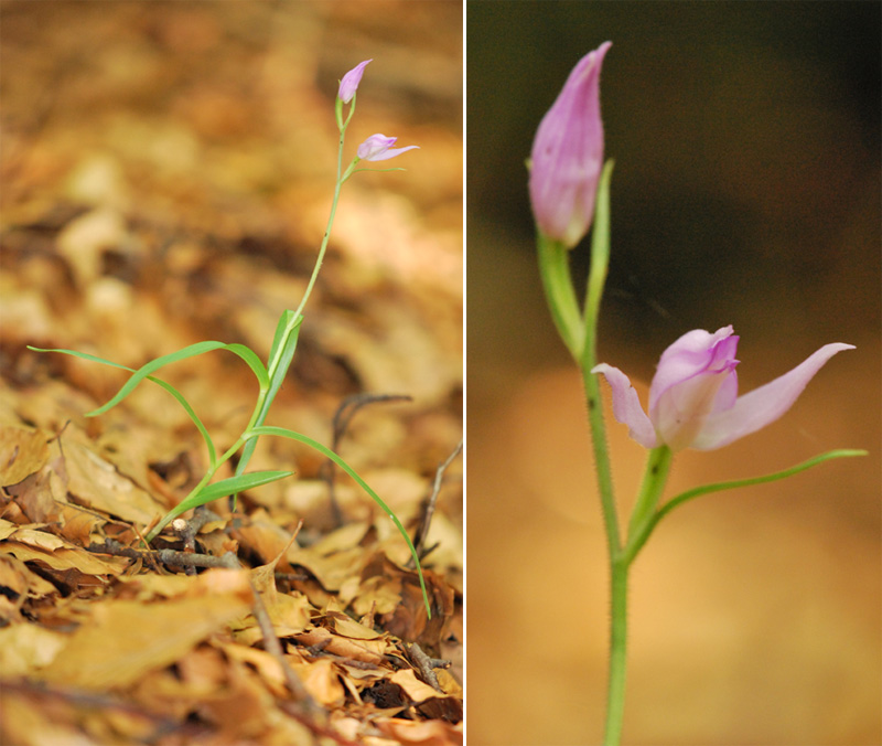 Orchidee dei Monti della Valcuvia