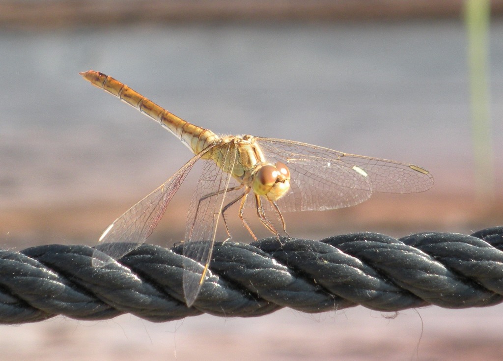 S. striolatum o meridionale? Sympetrum meridionale!