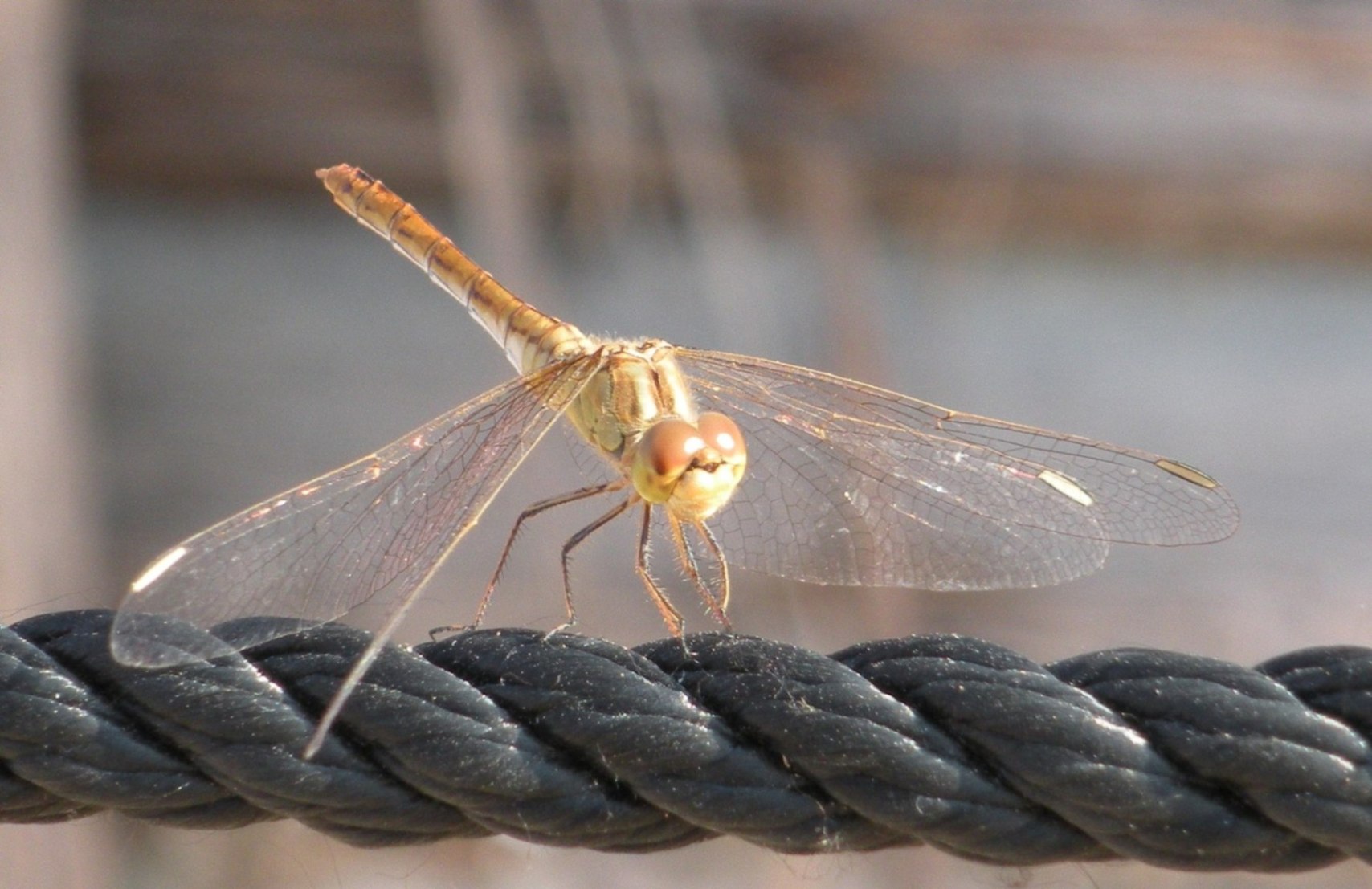 S. striolatum o meridionale? Sympetrum meridionale!