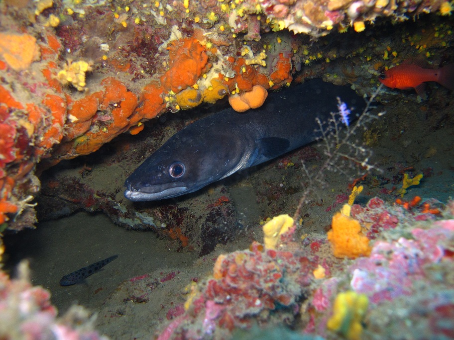 Conger conger e Thorogobius ephippiatus