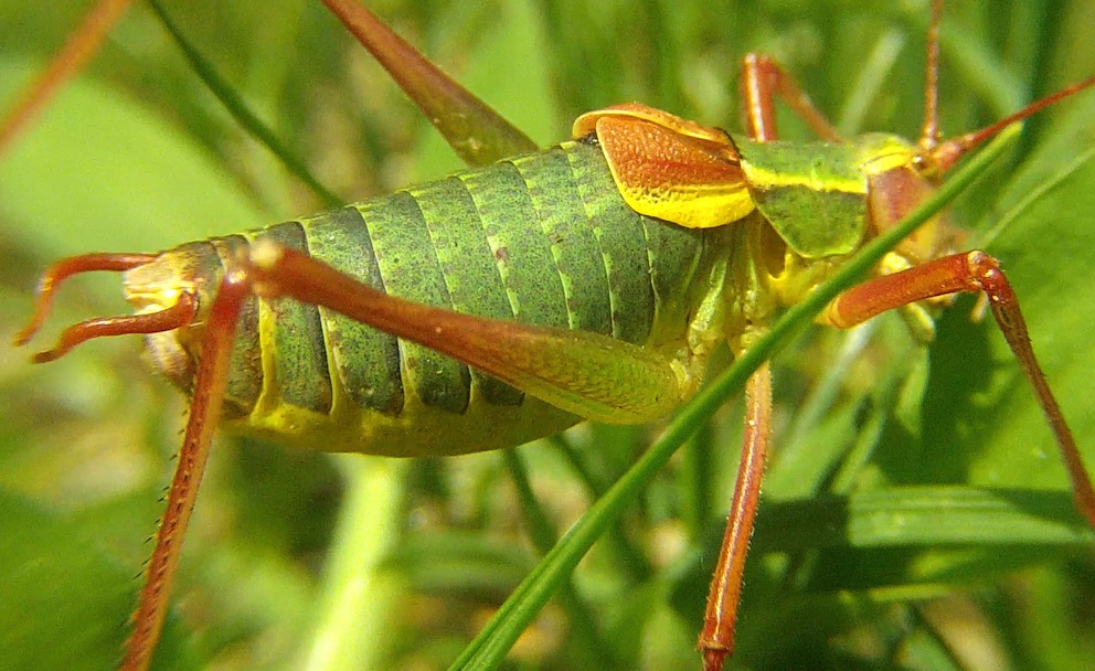 Bradyporidae