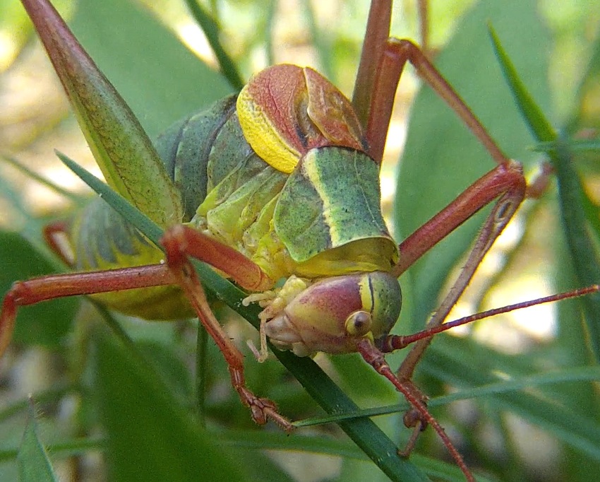 Bradyporidae