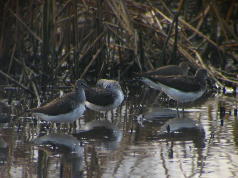 piro piro boschereccio in pseudo digiscoping