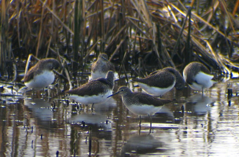 piro piro boschereccio in pseudo digiscoping