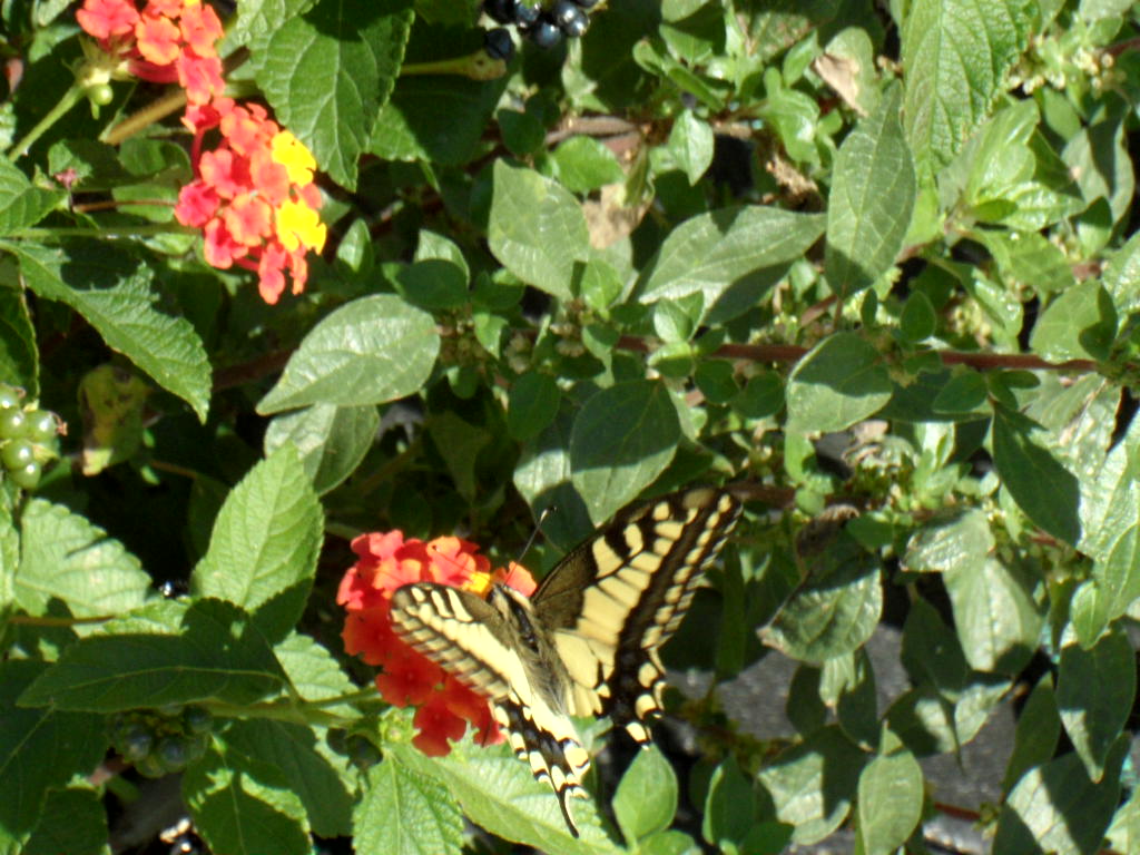 Maschio di Papilio glaucas?