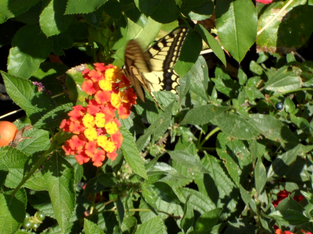 Maschio di Papilio glaucas?