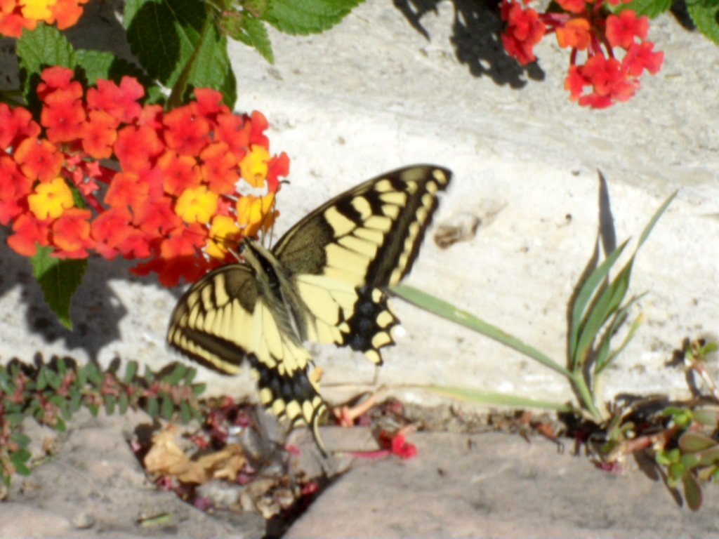 Maschio di Papilio glaucas?