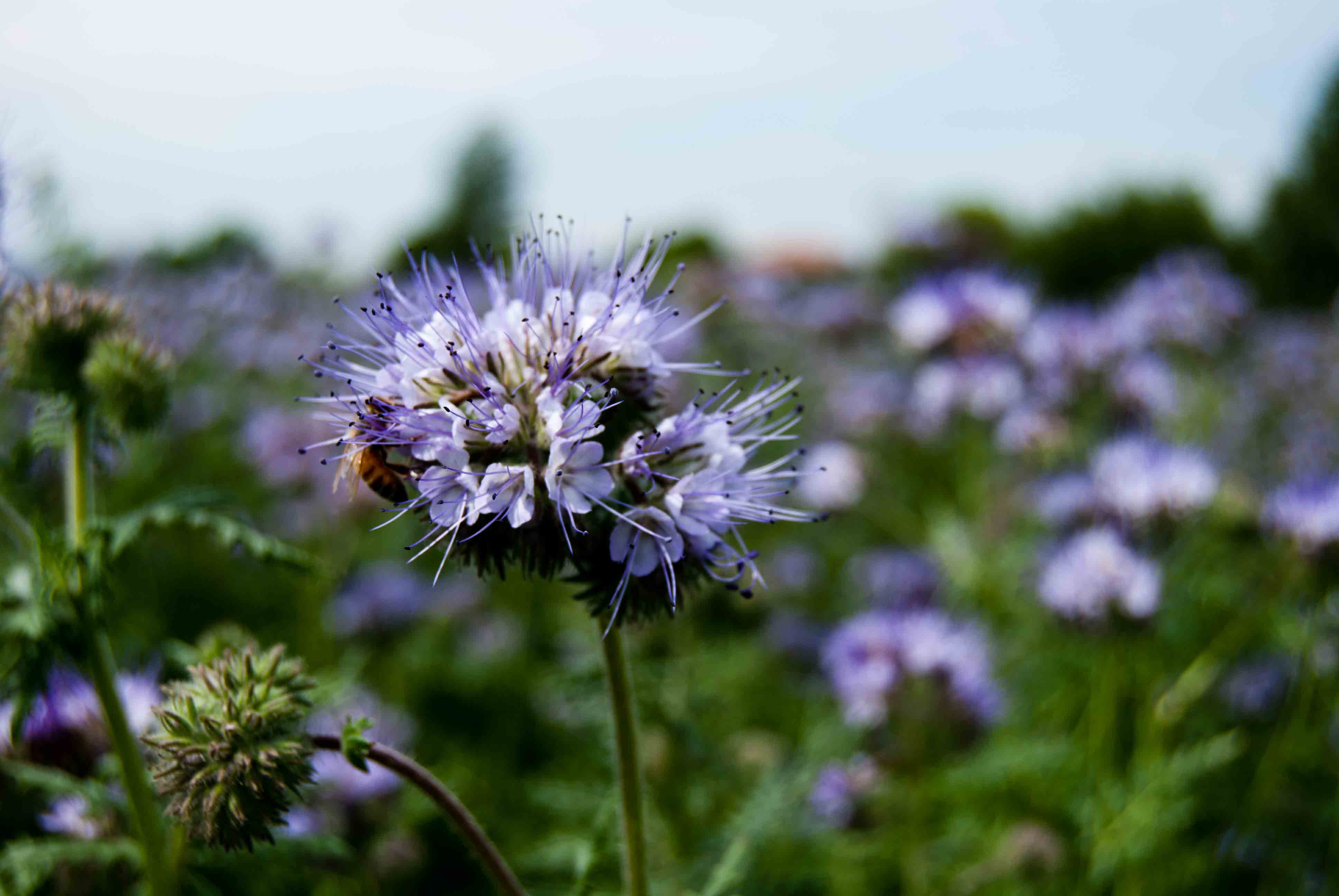 Coltivazione sconosciuta ad Ozzano (Bologna): Phacelia tanacetifolia