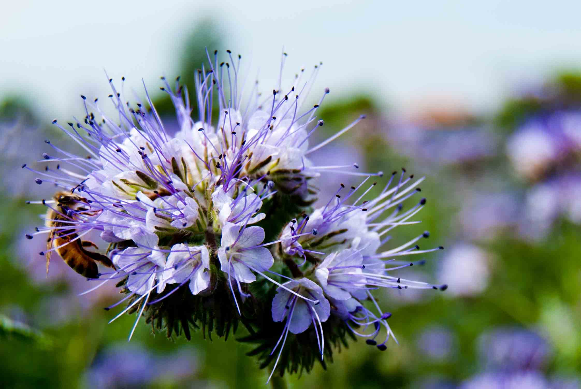 Coltivazione sconosciuta ad Ozzano (Bologna): Phacelia tanacetifolia