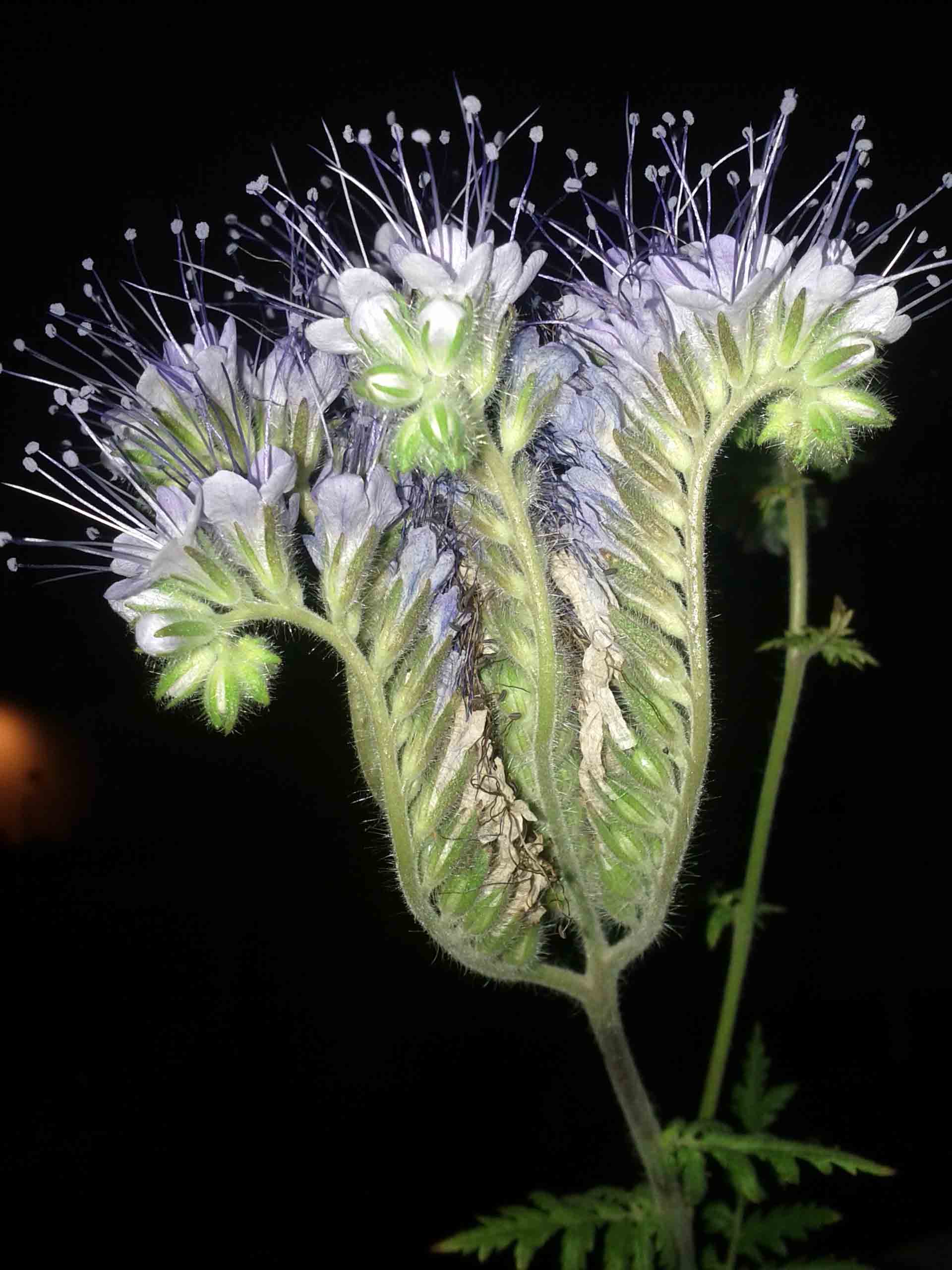 Coltivazione sconosciuta ad Ozzano (Bologna): Phacelia tanacetifolia